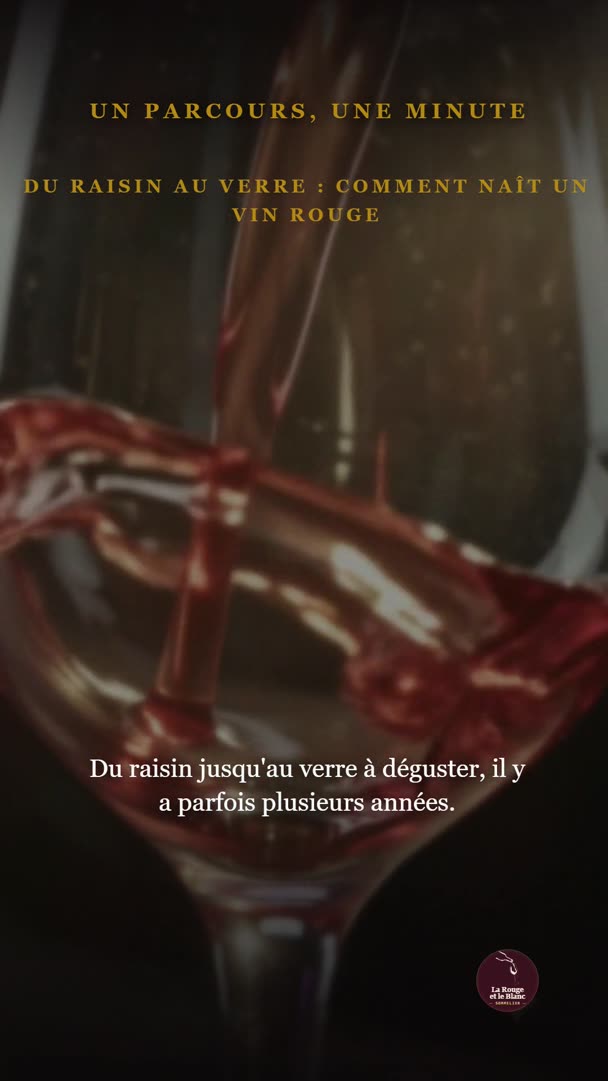 Du raisin au verre : comment naît un vin rouge